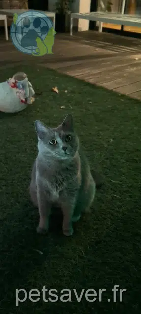 chatte lost    Toulouse Kuala