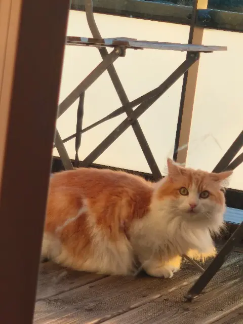 chatte lost    Toulouse Lilli