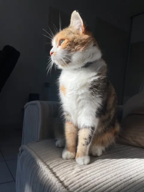 chatte lost    Toulouse Luxe