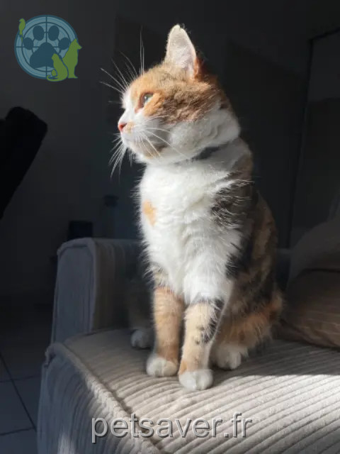 cat lost Toulouse Luxe cat lost Toulouse Luxe