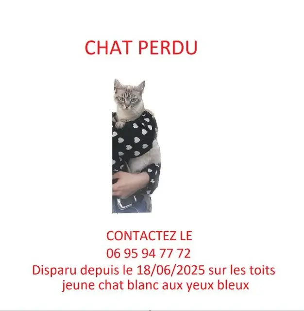 chatte lost    Toulouse Marwa