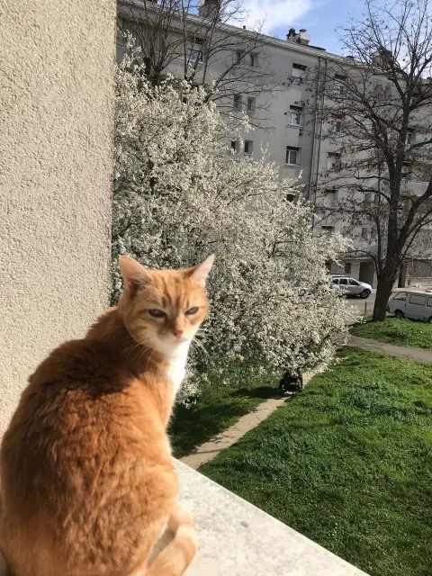 cat lost    Toulouse Masha