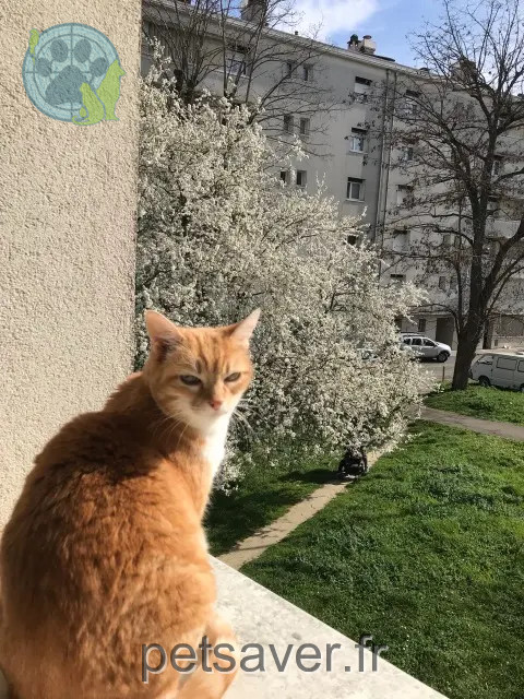 gatta persa Toulouse Masha gatta lost Toulouse Masha