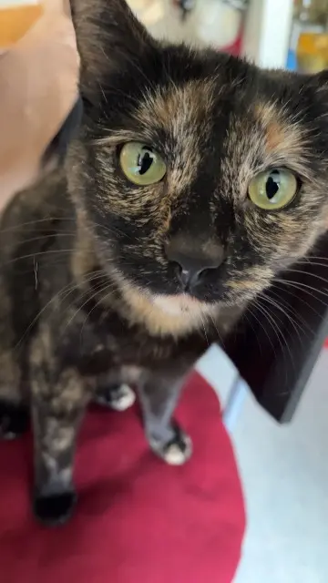 chatte lost    Toulouse Maya