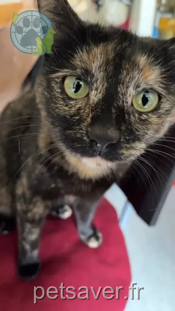 cat lost Toulouse Maya cat lost Toulouse Maya