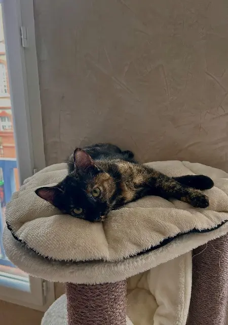 chatte lost    Toulouse Mia
