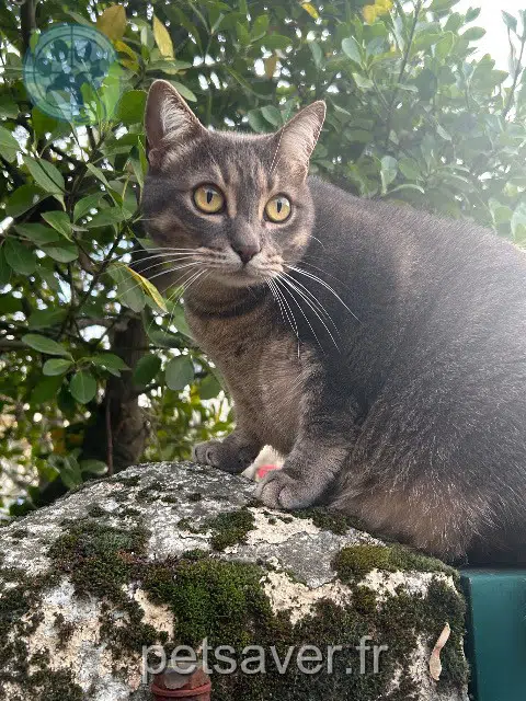 chatte lost    Toulouse Milky