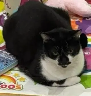 chatte lost    Toulouse Mimine