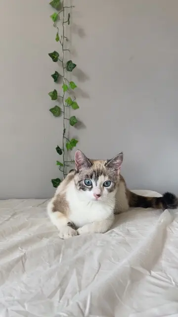 chatte lost    Toulouse Mimosa