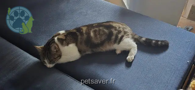 chatte lost    Toulouse Moumoune