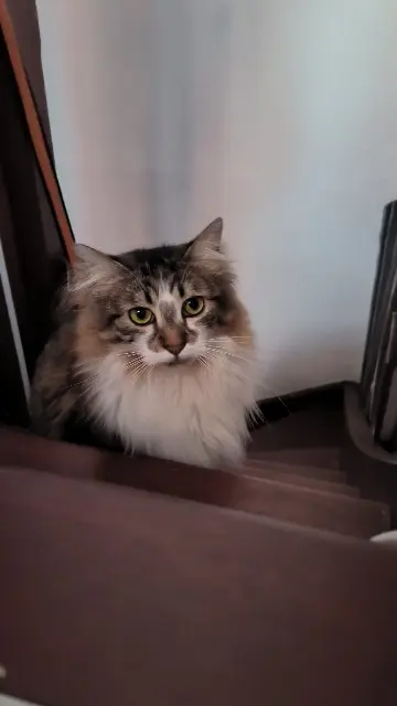 chatte lost    Toulouse Moïra