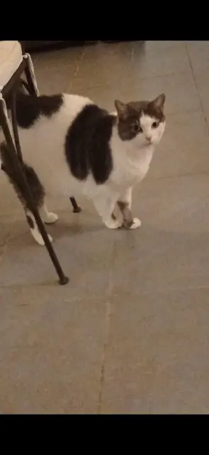 chatte lost    Toulouse Nala