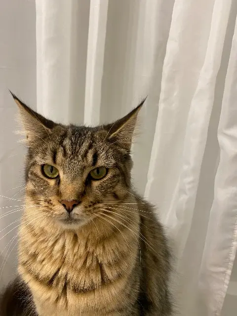 chatte lost    Toulouse Nala