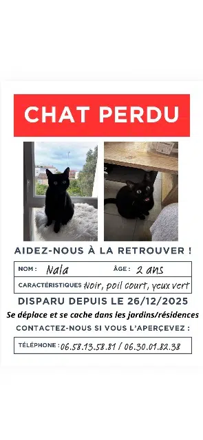 chatte lost    Toulouse Nala