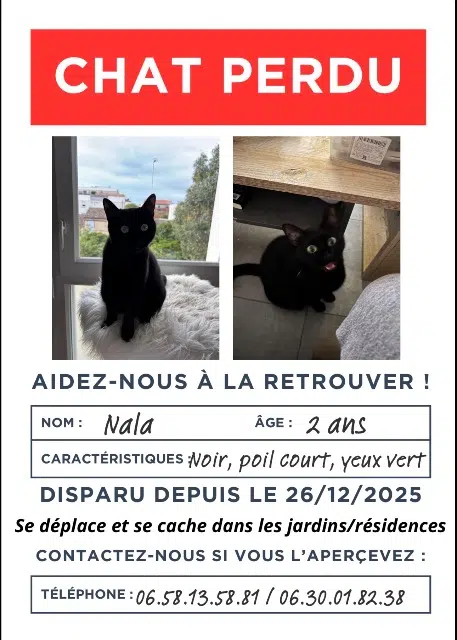 chatte lost    Toulouse Nala