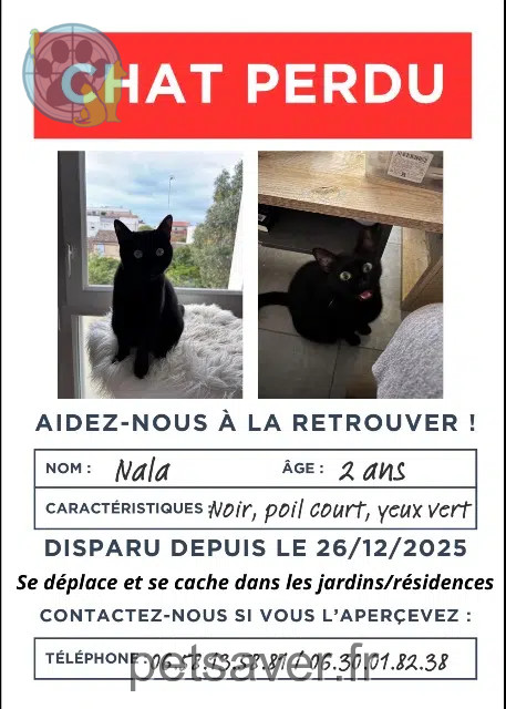 gata perdida Toulouse Nala gata lost Toulouse Nala