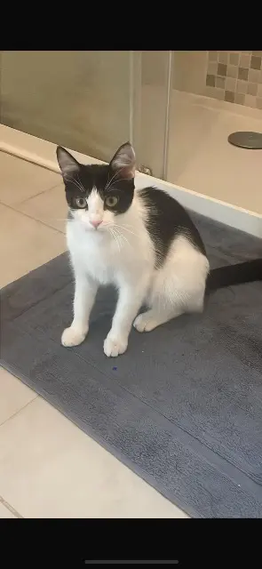 chatte lost    Toulouse Nami