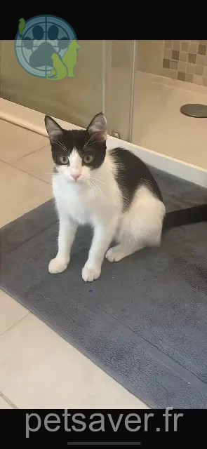 chatte perdue Toulouse Nami chatte lost Toulouse Nami