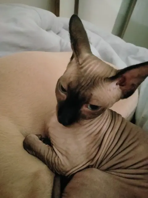 chatte lost    Toulouse Natsu