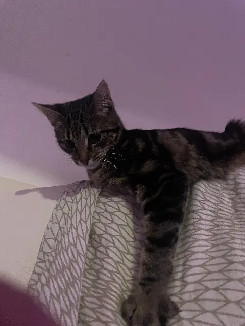 chatte lost    Toulouse Nobu