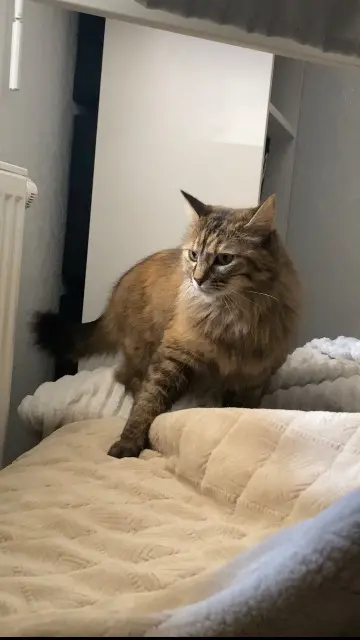 chatte lost    Toulouse Näla