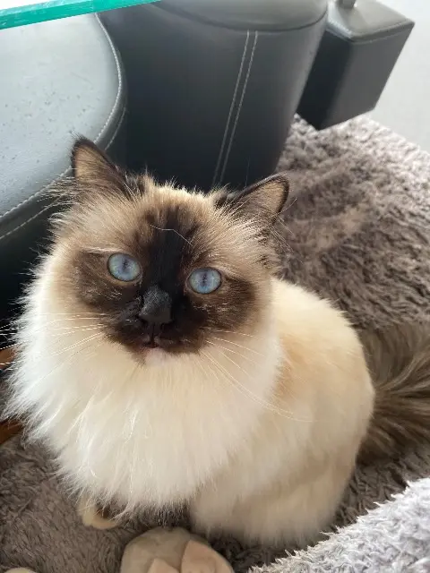 chatte lost    Toulouse Oasis