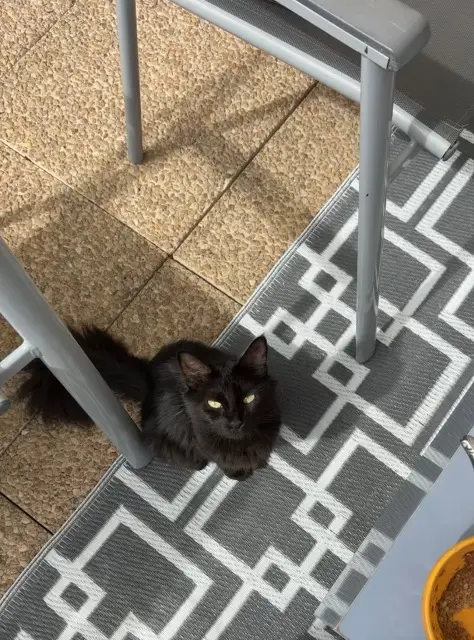 chatte lost    Toulouse Onyx