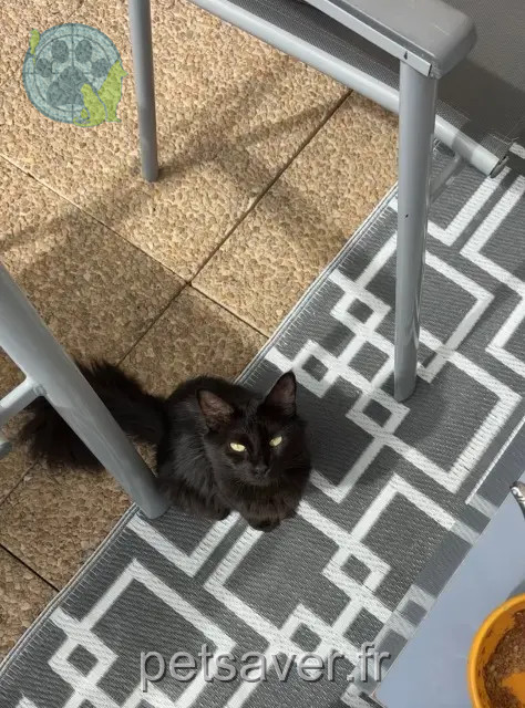 chatte perdue Toulouse Onyx chatte lost Toulouse Onyx