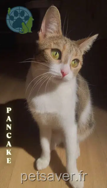 chatte lost    Toulouse Pancake