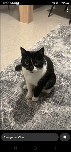 chatte lost    Toulouse Pistache