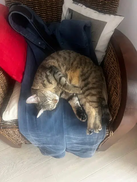 chatte lost    Toulouse Plume