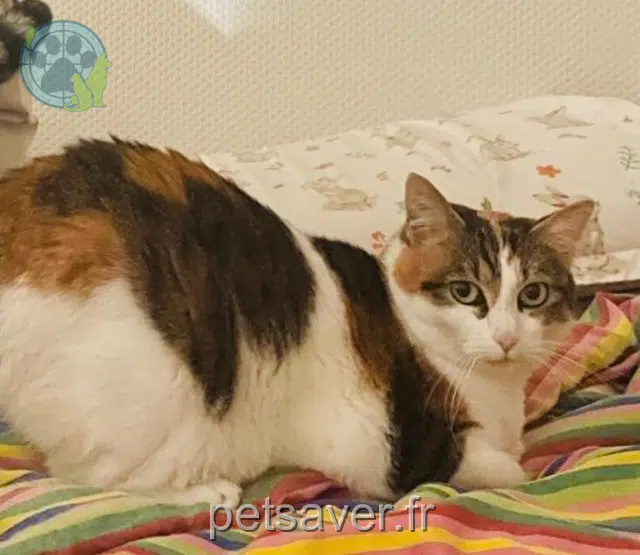 chatte lost    Toulouse Poppy