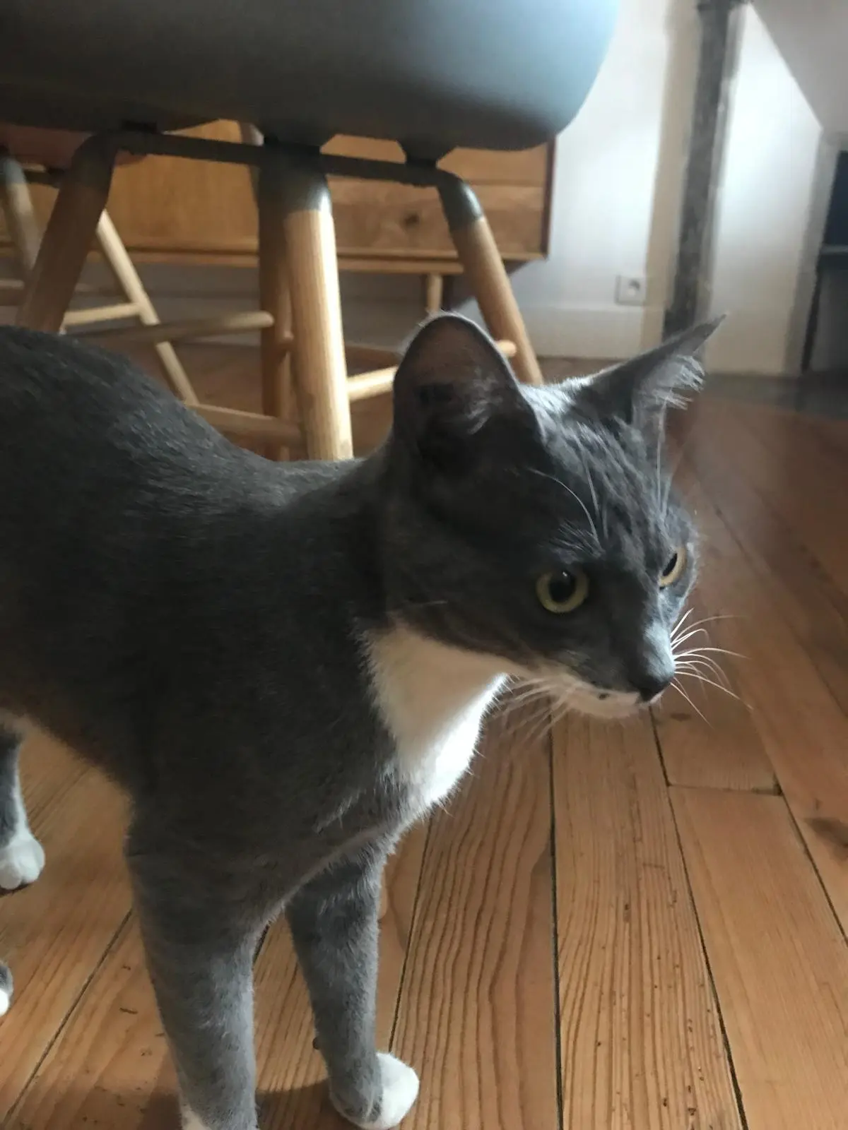 Chatte Perdue 31 Haute-Garonne Toulouse - Pushkar Chatte Perdue 31 Haute-Garonne Toulouse - Pushkar