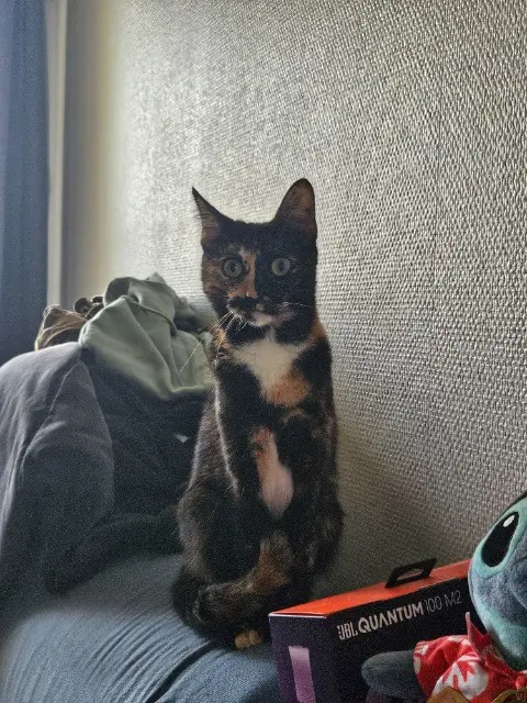 chatte lost    Toulouse Pépite