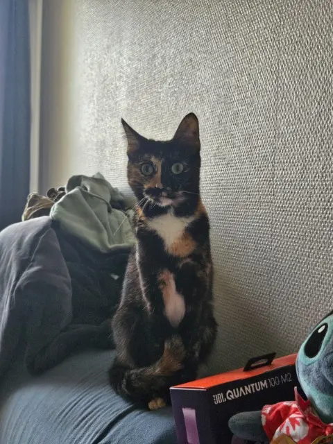 chatte lost    Toulouse Pépite