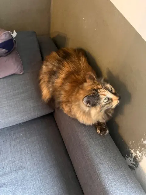 chatte lost    Toulouse Ritchy