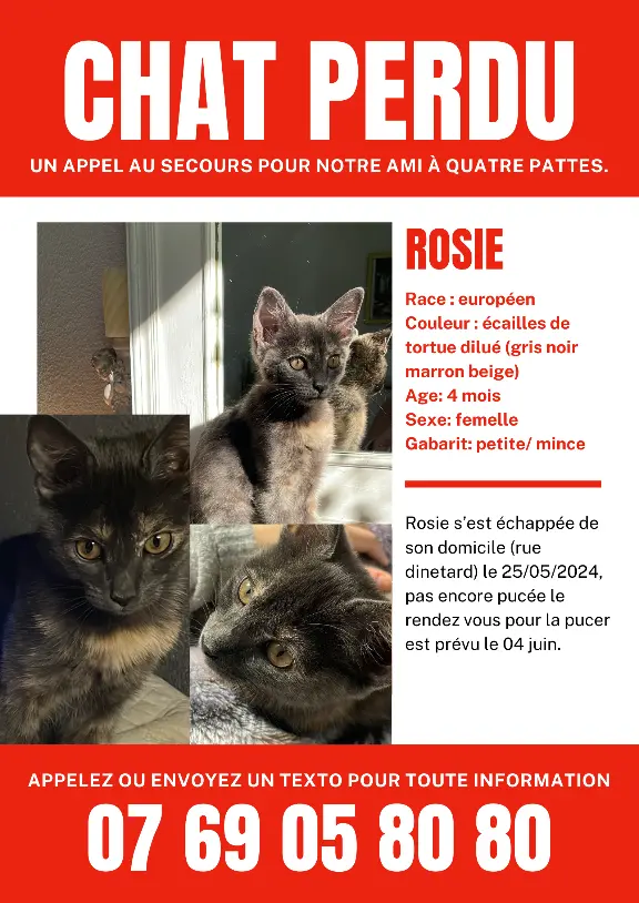 Chatte Perdue 31 Haute-Garonne Toulouse - Rosie Chatte Perdue 31 Haute-Garonne Toulouse - Rosie