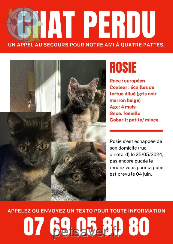 Chatte Perdue 31 Haute-Garonne Toulouse - Rosie Chatte Perdue 31 Haute-Garonne Toulouse - Rosie