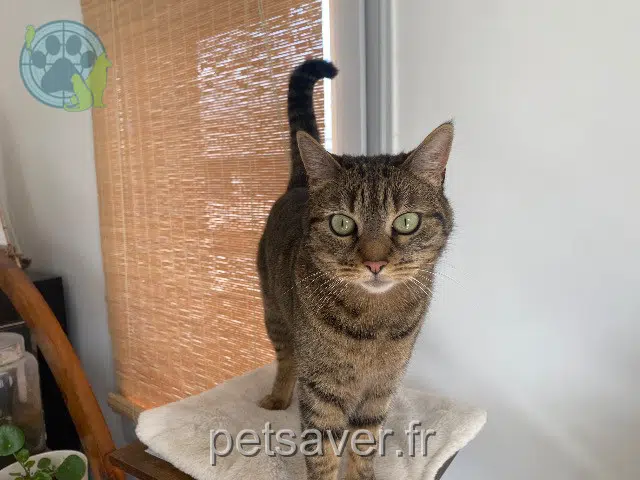chatte perdue Toulouse Sacha chatte lost Toulouse Sacha