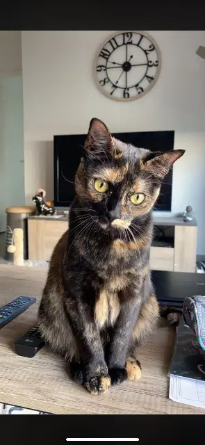 chatte lost    Toulouse Sangria