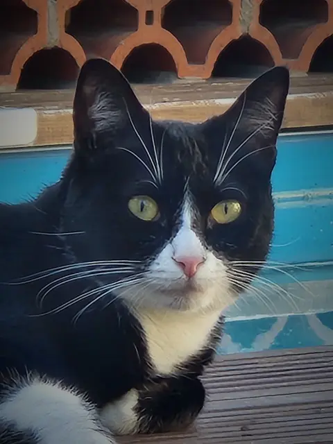chatte lost    Toulouse Simone