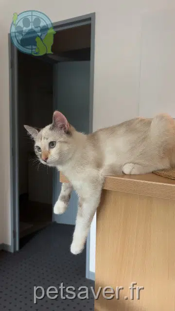 chatte lost    Toulouse Sira