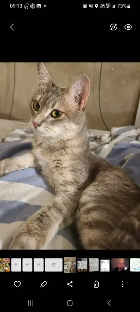 chatte lost    Toulouse Sora