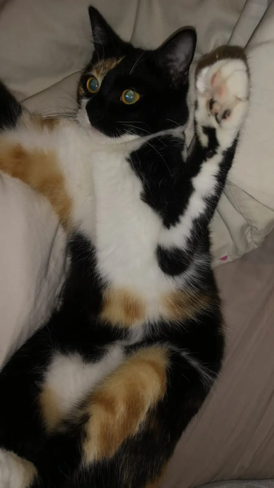 Chatte Perdue 31 Haute-Garonne Toulouse - Tokyo Chatte Perdue 31 Haute-Garonne Toulouse - Tokyo