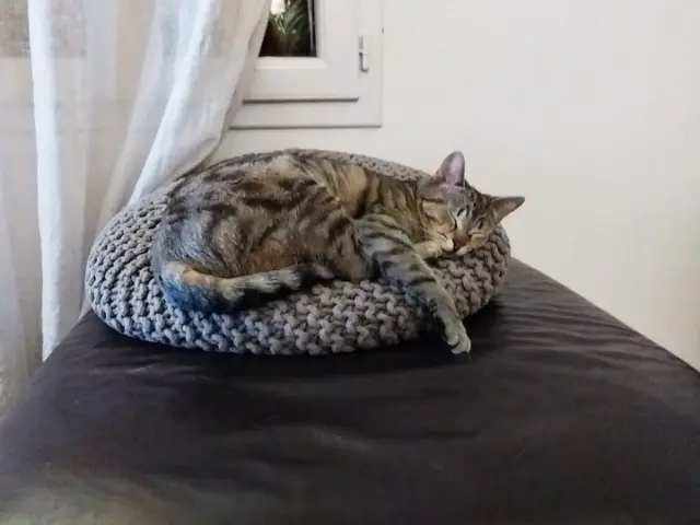 chatte lost    Toulouse Toone