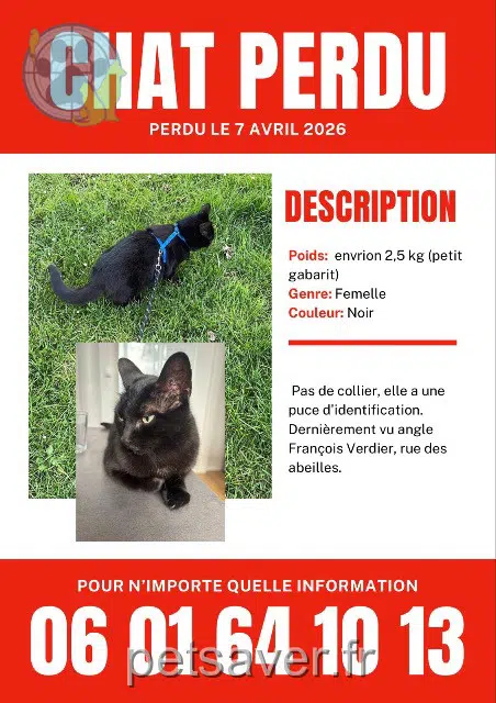 Katze lost    Toulouse Toulouse