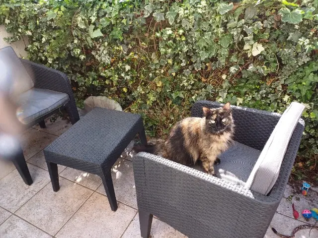chatte lost    Toulouse Toupie