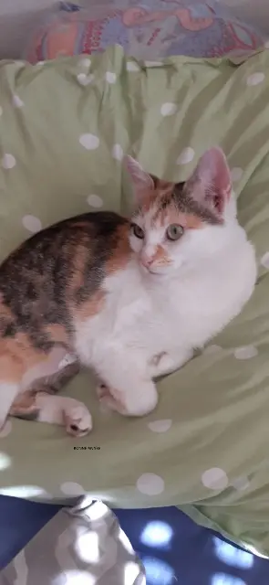 chatte lost    Toulouse Toupie