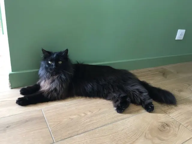 chatte lost    Toulouse Toupie