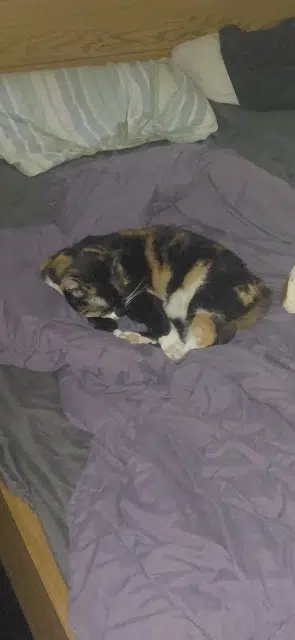 gata perdida Toulouse Toupou gata lost Toulouse Toupou